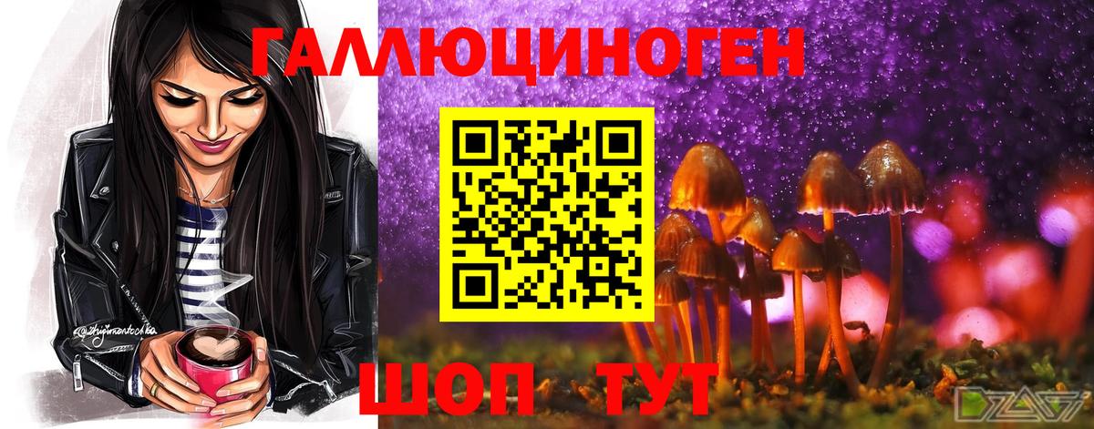 Борзя  Псилоцибиновые грибы Psilocybine cubensis  Вход с VPN 